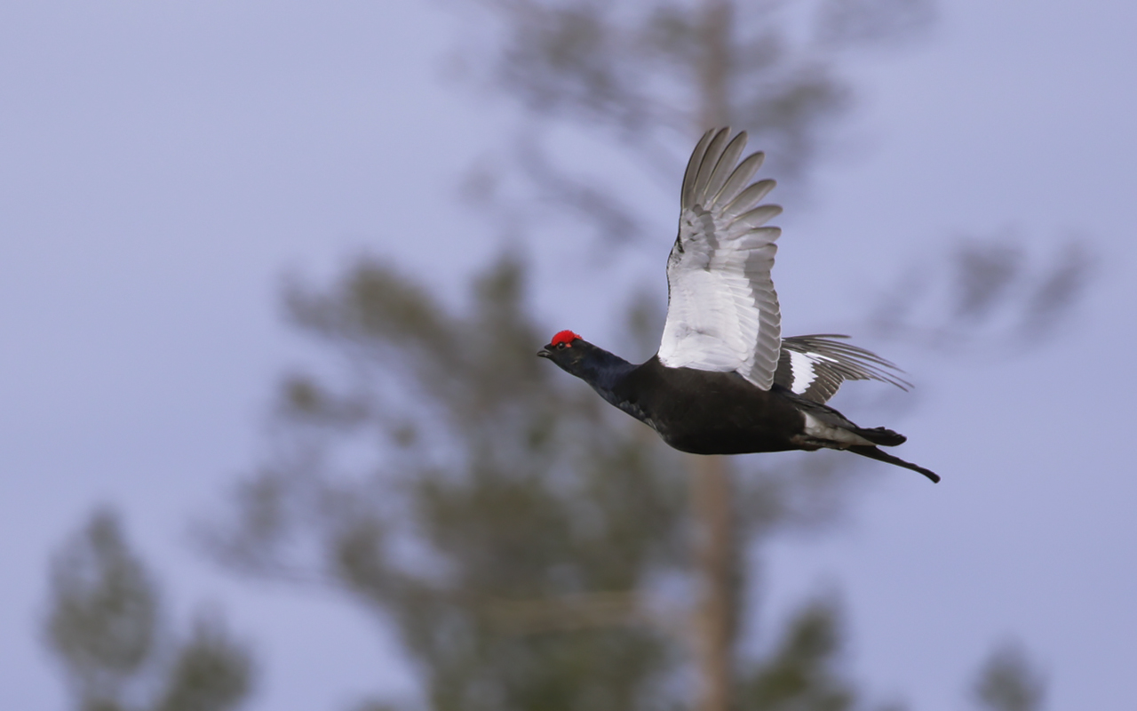 Orrtupp i flykt mot himmel och tallar