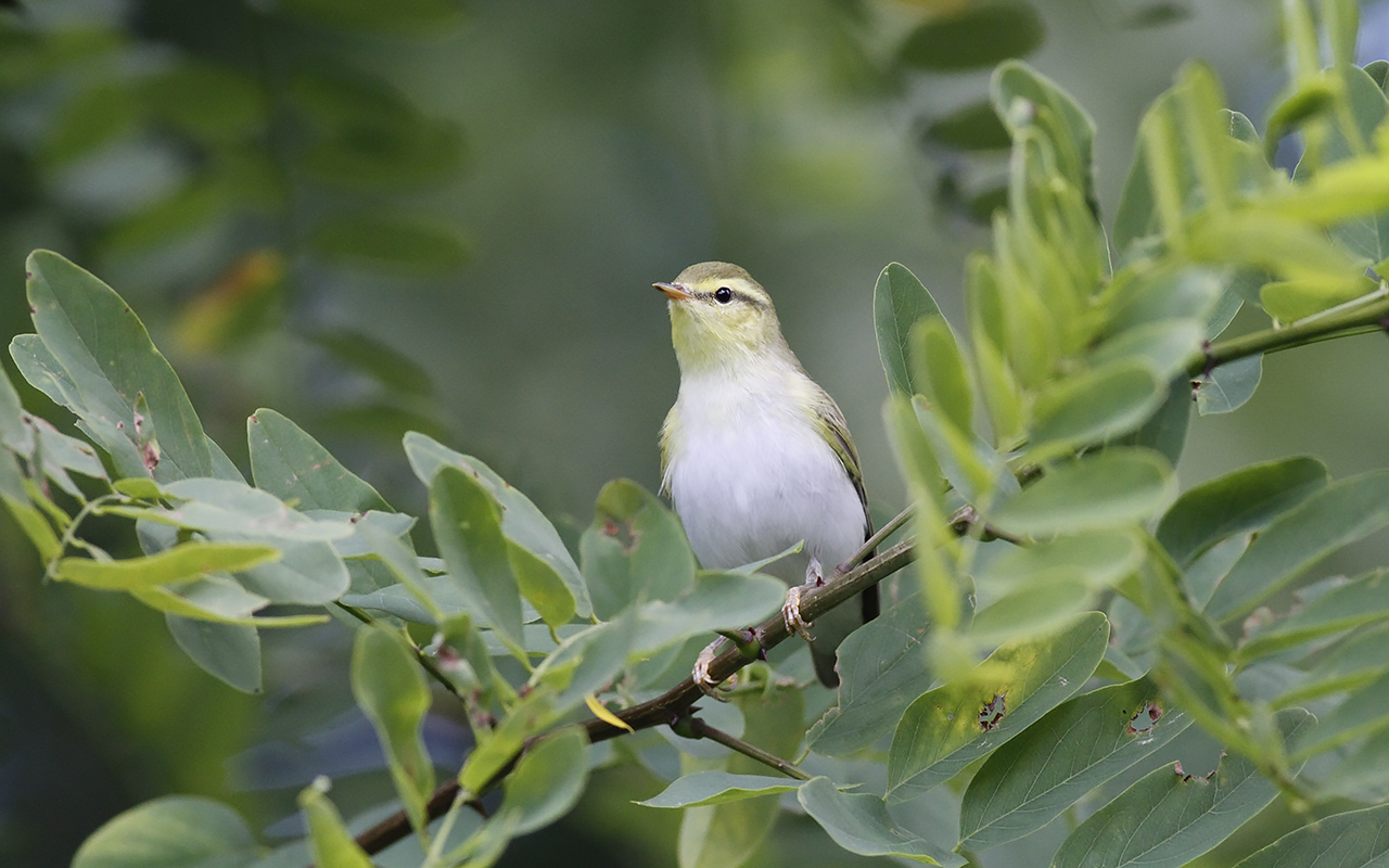 Lundsångare sittande bland gröna blad