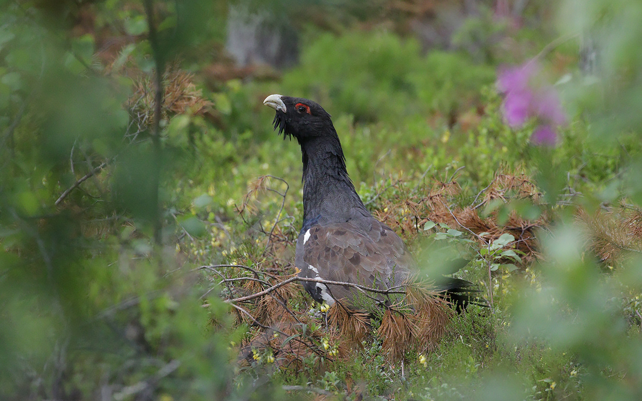 Tjädertupp på marken bland ris i barrskog