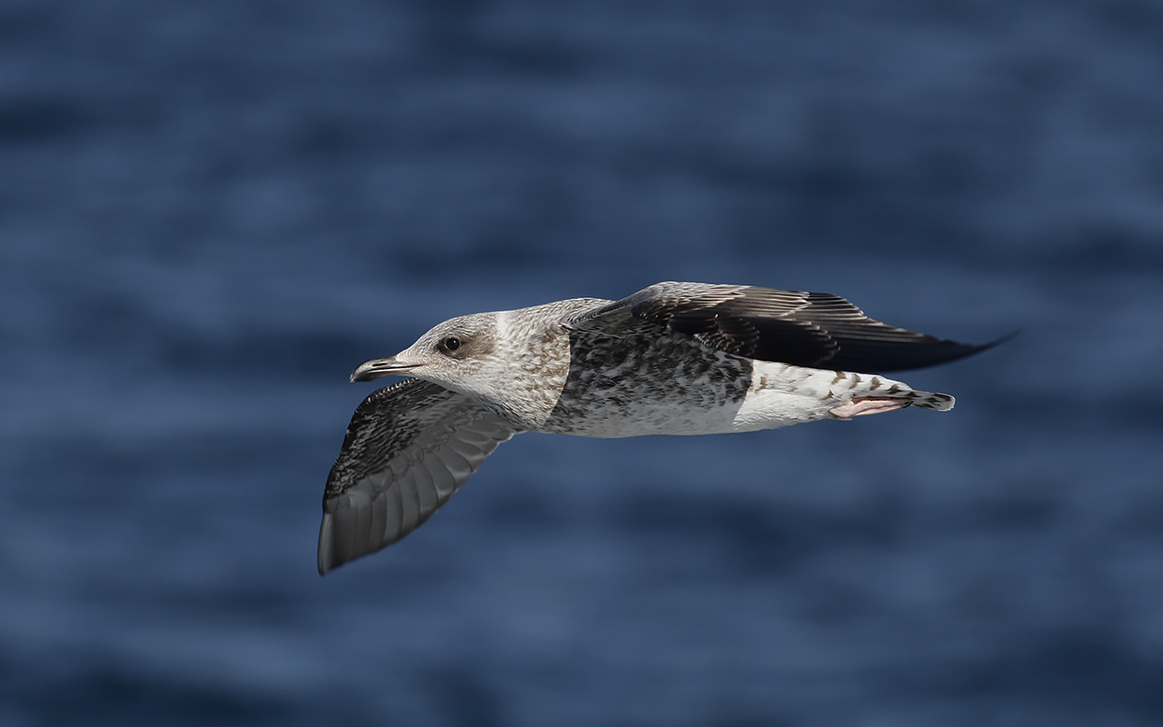 Ung silltrut i flykt över havet