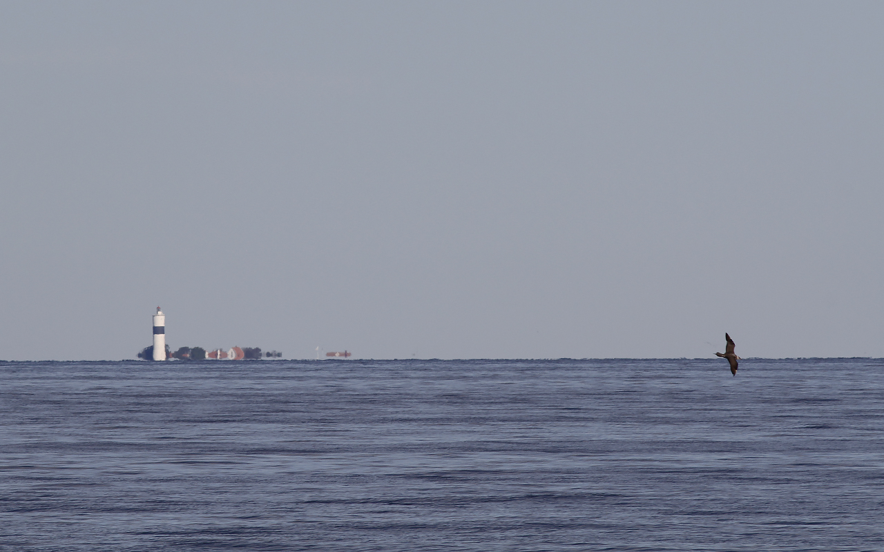 Kustlabb flyger lågt över havet med Ölands södra udde och Långe Jan-fyren vid horisonten