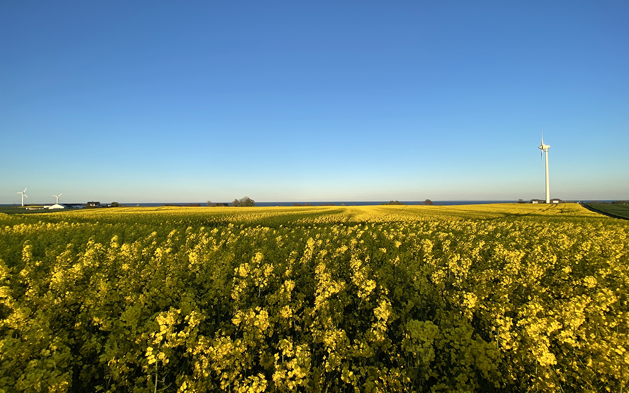 Vidsträckt blommande gult rapsfält med hav, blå himmel och vindkraftverk i horisonten