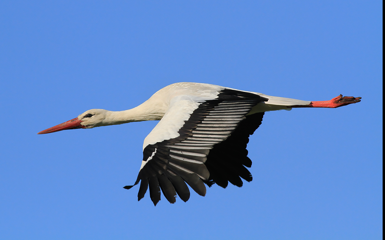 Vit stork i flykt mot klarblå himmel