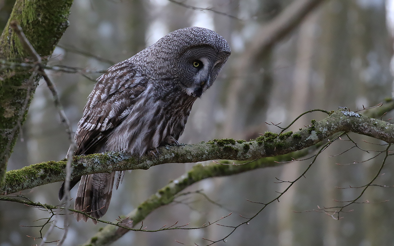 Lappuggla sittande på en mossig gren i skogen