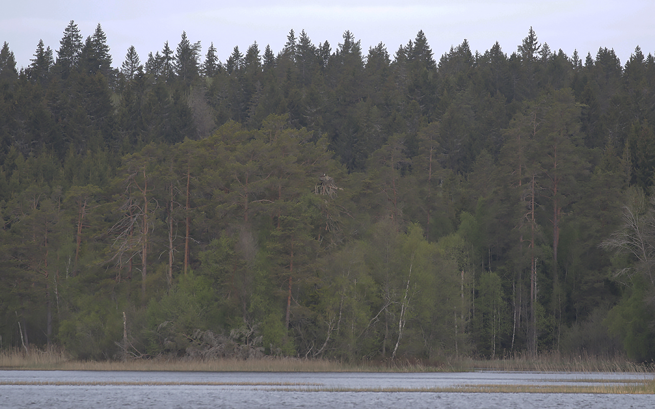 Skogsklädd strand vid Långkärret med ett fiskgjusebo i en tall