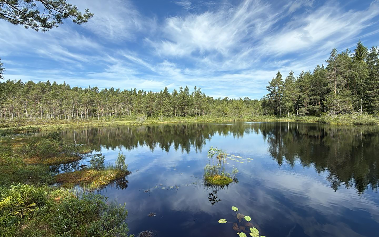 Skogstjärn med näckrosblad som speglar tallskog och slöjmoln