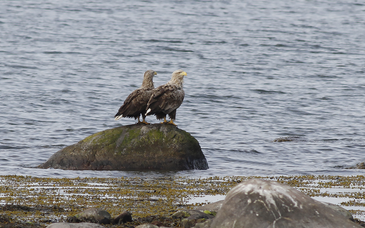 Två havsörnar sittande på en sten vid havet