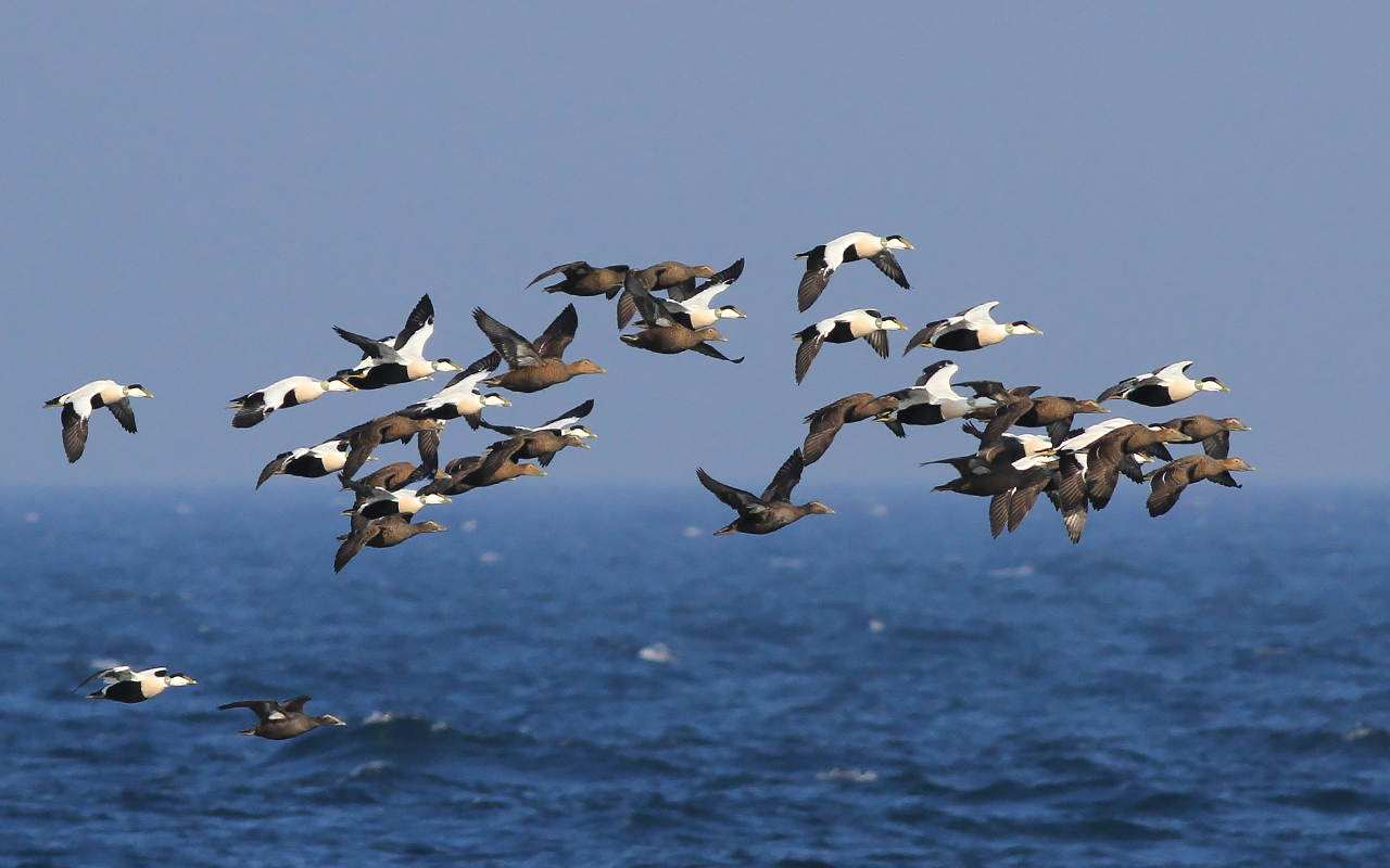 Flock ejdrar i flykt över ett mörkblått hav under klarblå himmel