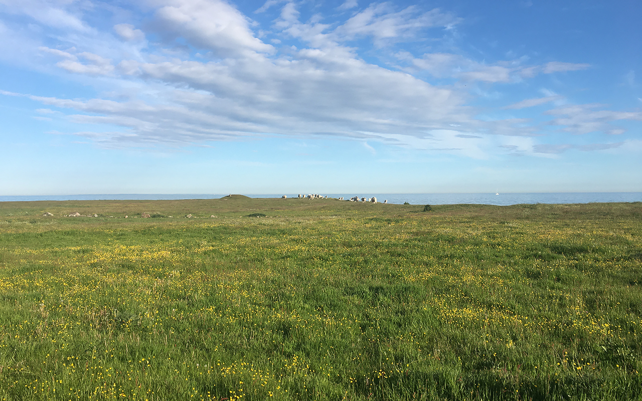 Blommande strandäng med smörblommor och betande får vid havet