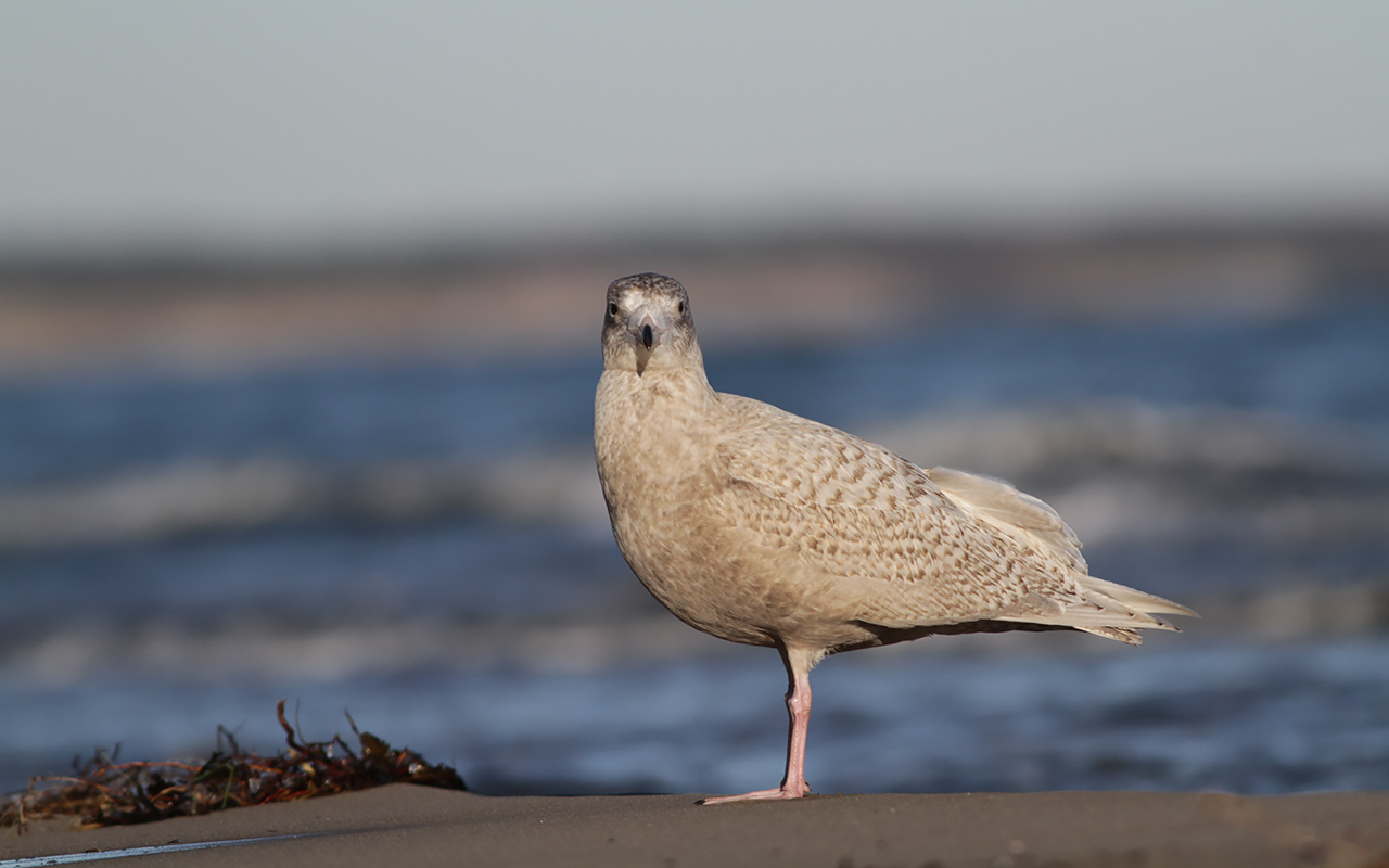 Ung vitvingad trut stående på en sandstrand med havet i bakgrunden