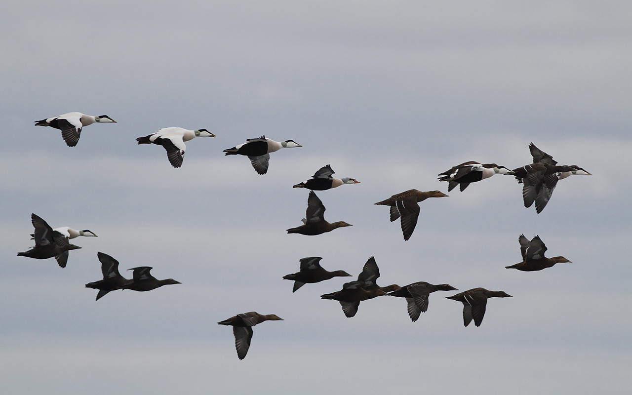 Flock ejdrar med praktejder i flykt mot grå himmel