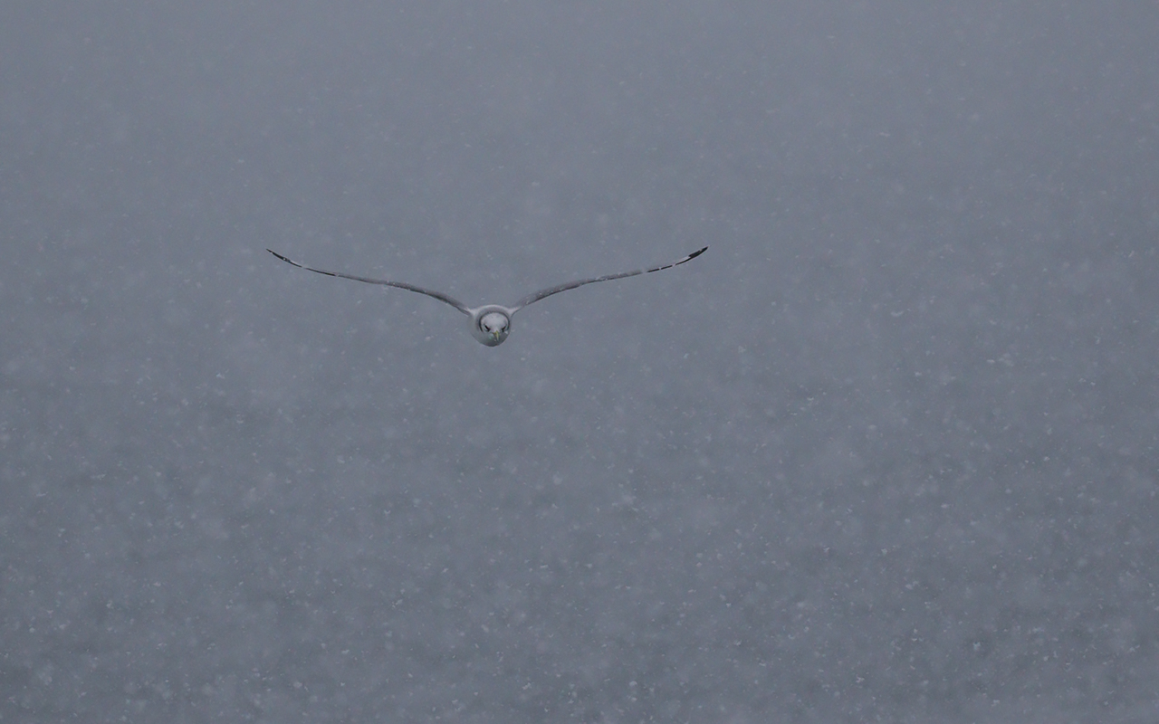 Tretåig mås i flykt i snöfall