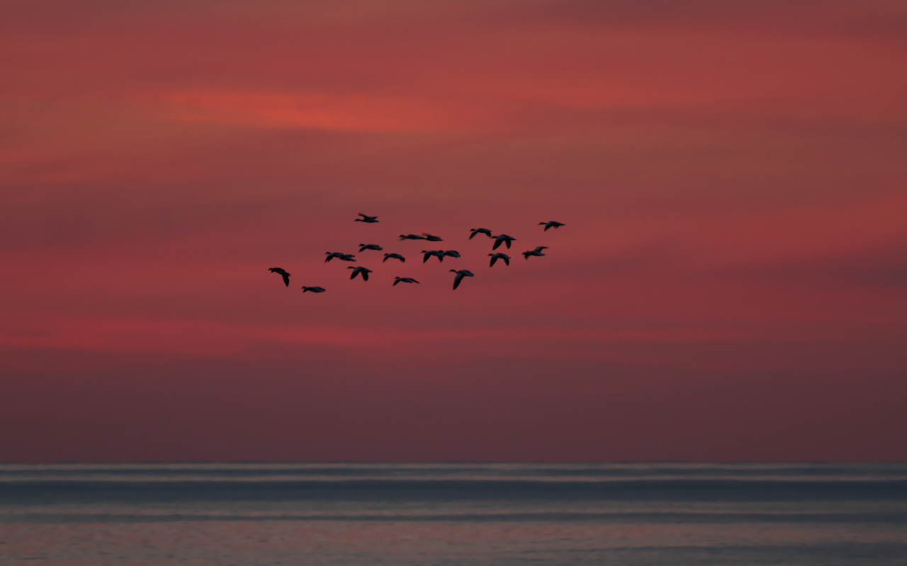 Flock gravänder i flykt mot röd kvällshimmel över havet