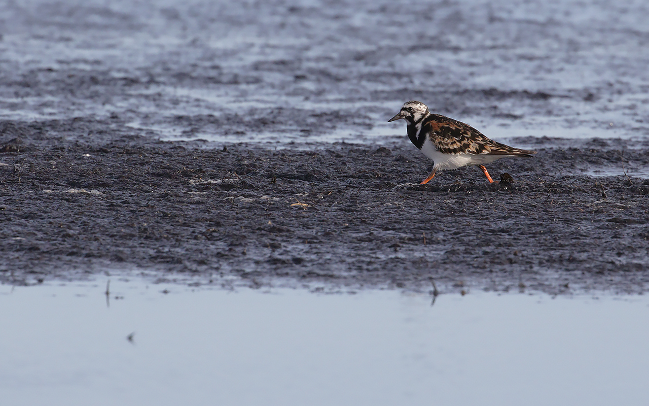 Roskarl på dyig strand