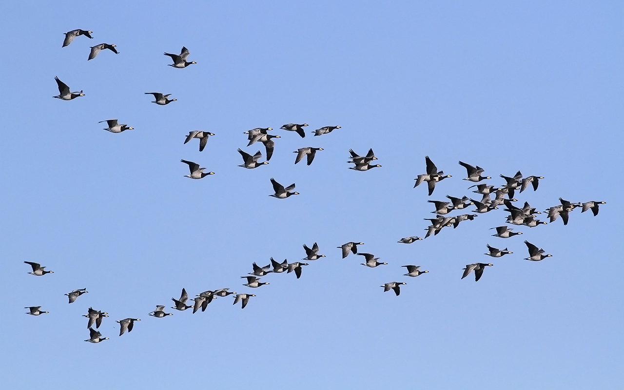 Flock vitkindade gäss i flykt mot blå himmel