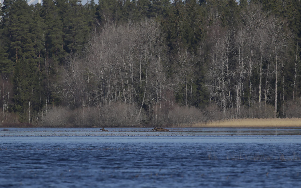 Två älgar vadar i en blank sjö framför björkar och granskog
