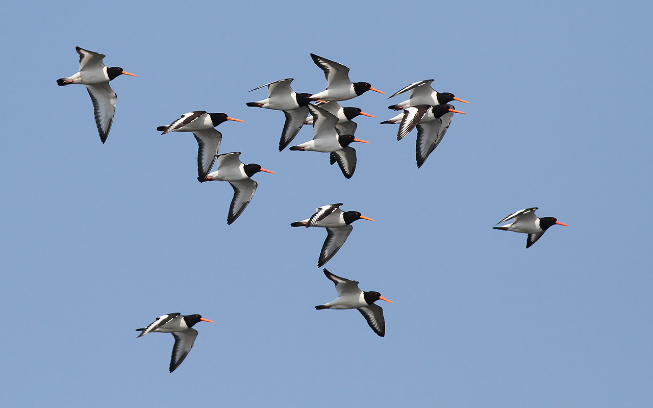 Flock strandskator i flykt mot blå himmel