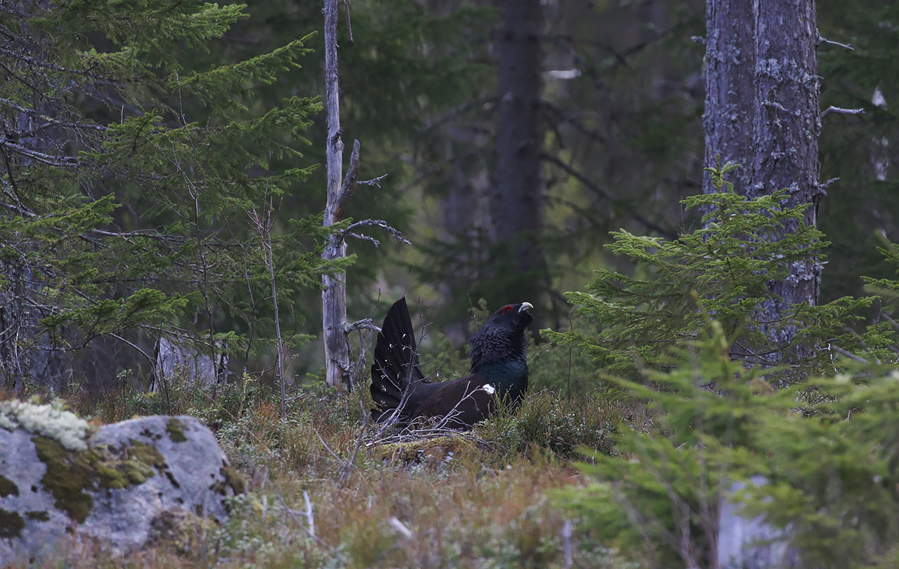 Tjäder