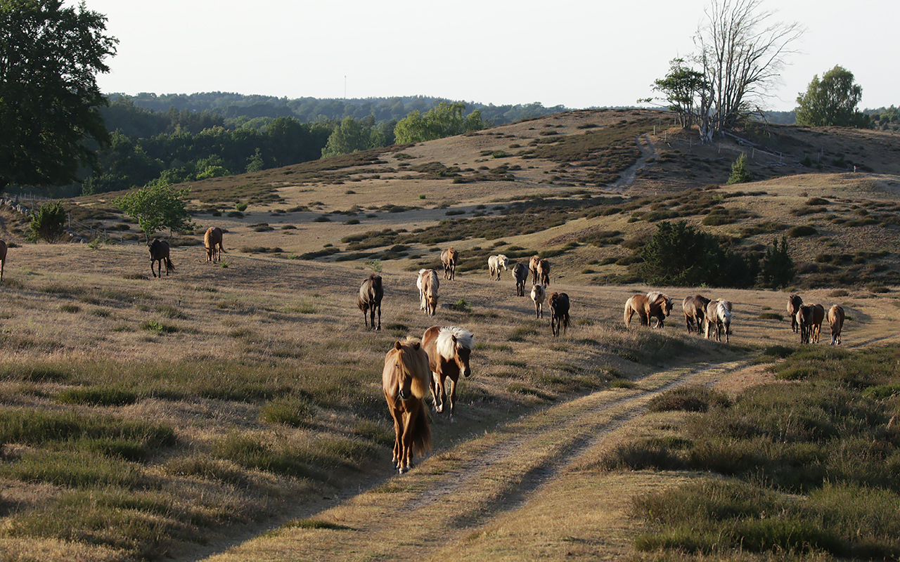 Drakamöllan